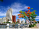 THƯỞNG SẮC HOA ANH ĐÀO ĐÀI LOAN