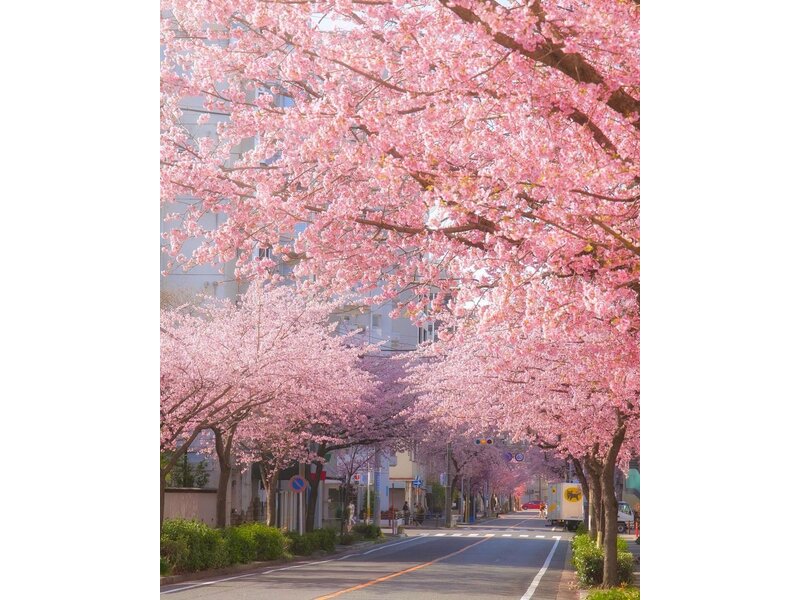NGẮM HOA ANH ĐÀO TẠI HOKKAIDO