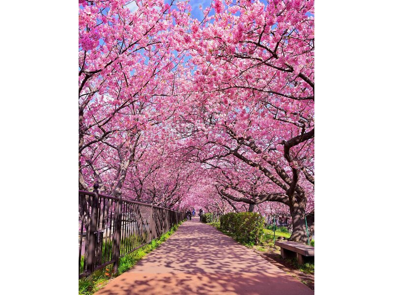 NGẮM HOA ANH ĐÀO TẠI HOKKAIDO