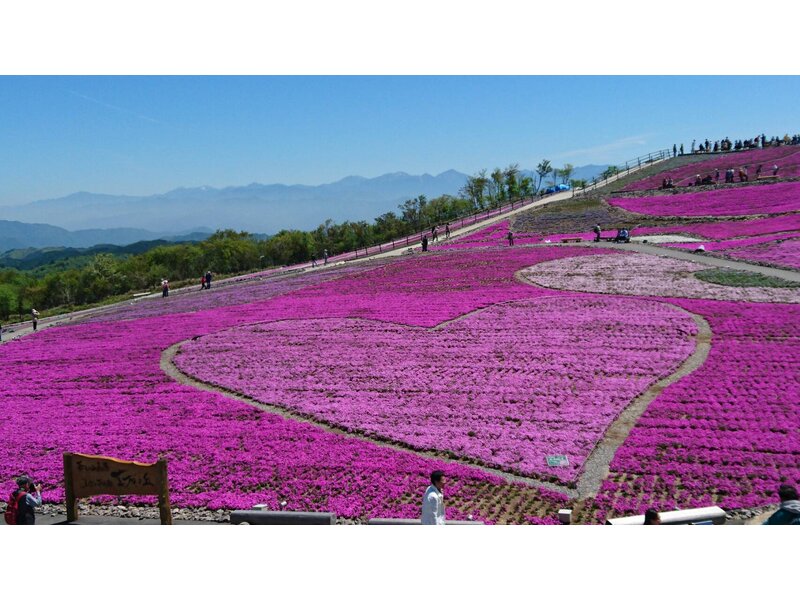 NGẮM HOA ANH ĐÀO TẠI HOKKAIDO