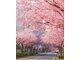 NGẮM HOA ANH ĐÀO TẠI HOKKAIDO