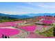 NGẮM HOA ANH ĐÀO TẠI HOKKAIDO