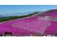 NGẮM HOA ANH ĐÀO TẠI HOKKAIDO