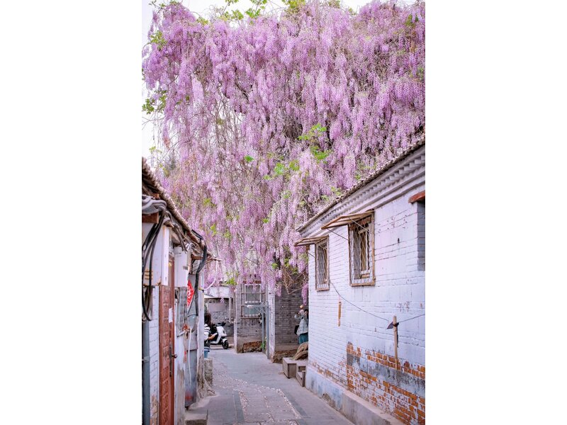 BẮC KINH – HÀNG CHÂU – Ô TRẤN – THƯỢNG HẢI