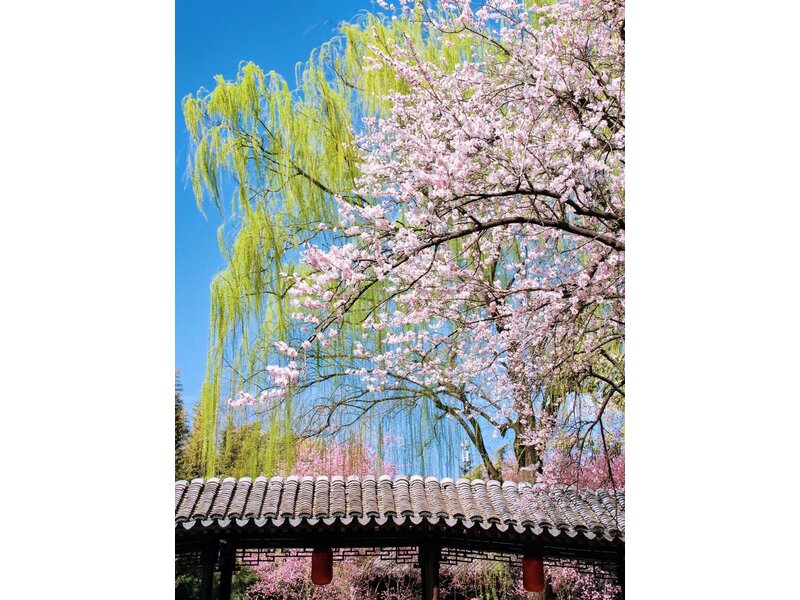 THƯỢNG HẢI - DISNEYLAND - Ô TRẤN - HÀNG CHÂU