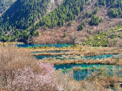 TRÙNG KHÁNH - NGẮM HOA ANH ĐÀO - HIỆP CỐC KIM DAO