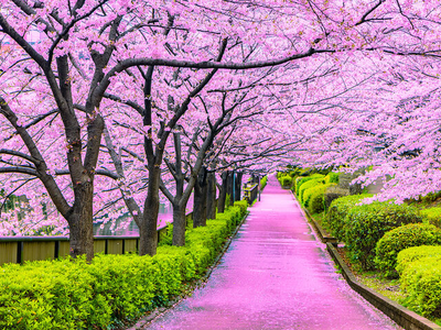 MÙA ANH ĐÀO TẠI NHẬT BẢN