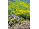 NGHI XƯƠNG - VỤ NGUYÊN -  VỌNG TIÊN CỐC - CẢNH ĐỨC TRẤN