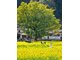 NGHI XƯƠNG - VỤ NGUYÊN -  VỌNG TIÊN CỐC - CẢNH ĐỨC TRẤN