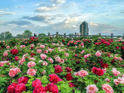 NGẮM HOA MẪU ĐƠN: TÂY AN - LẠC DƯƠNG – TRỊNH CHÂU