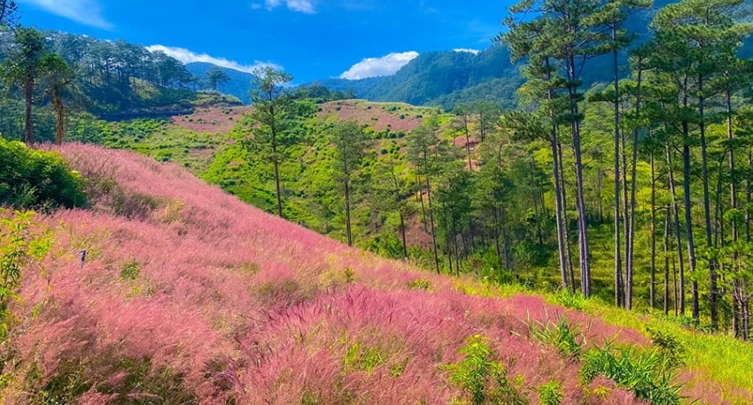 Khám phá vẻ đẹp, ẩm thực và điểm tham quan ở Đà Lạt mùa xuân