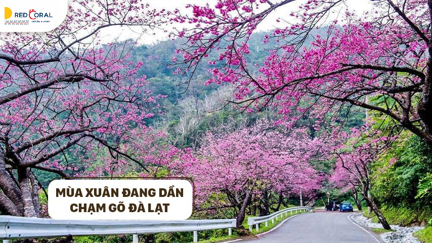 Khám phá vẻ đẹp, ẩm thực và điểm tham quan ở Đà Lạt mùa xuân